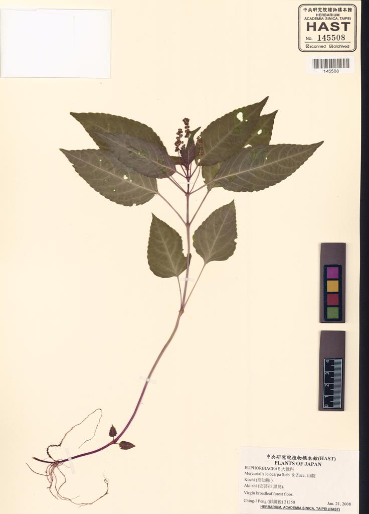 <Unit #88115 Peng, Ching-I | 彭鏡毅 | 21350:: | Mercurialis leiocarpa Sieb. & Zucc.>