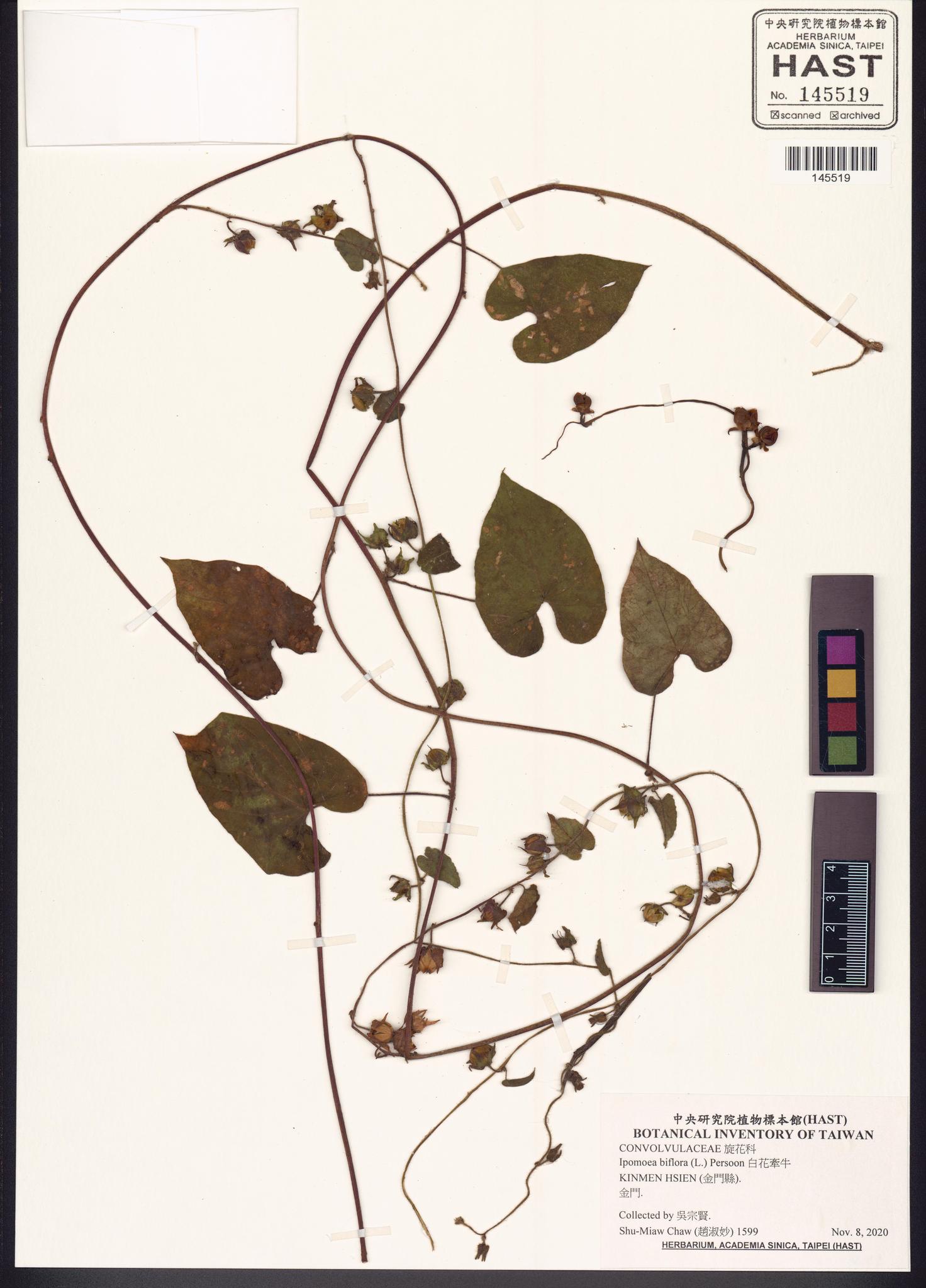 Sample image for viewer