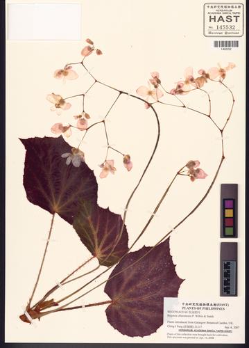 Begonia chloroneura