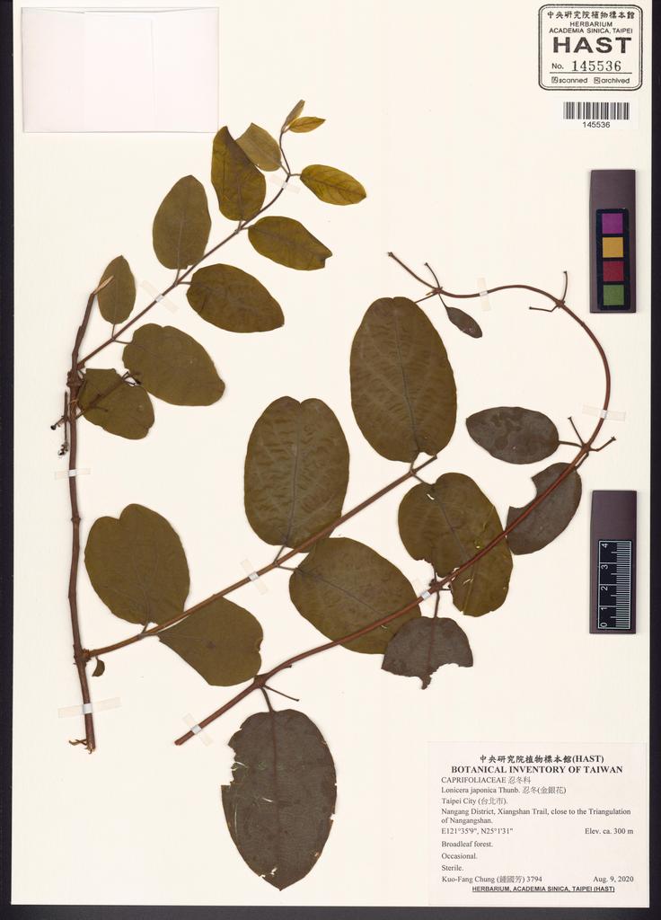 <Unit #134273 Chung, Kuo-Fang | 鍾國芳 | 3794:: | Lonicera japonica Thunb.>