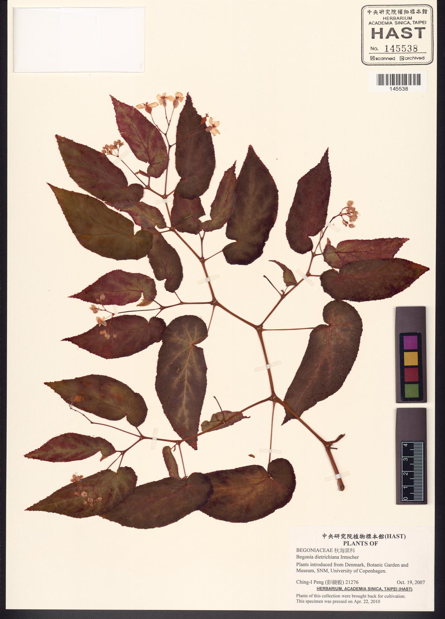 Sample image for viewer