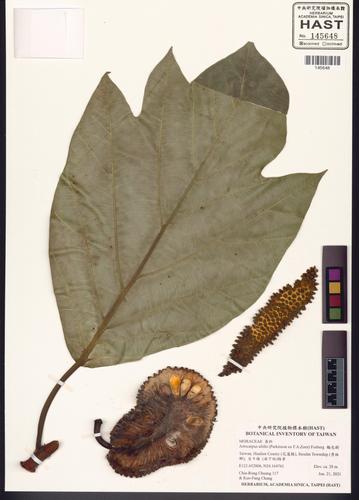 Artocarpus altilis (Parkinson) Fosberg