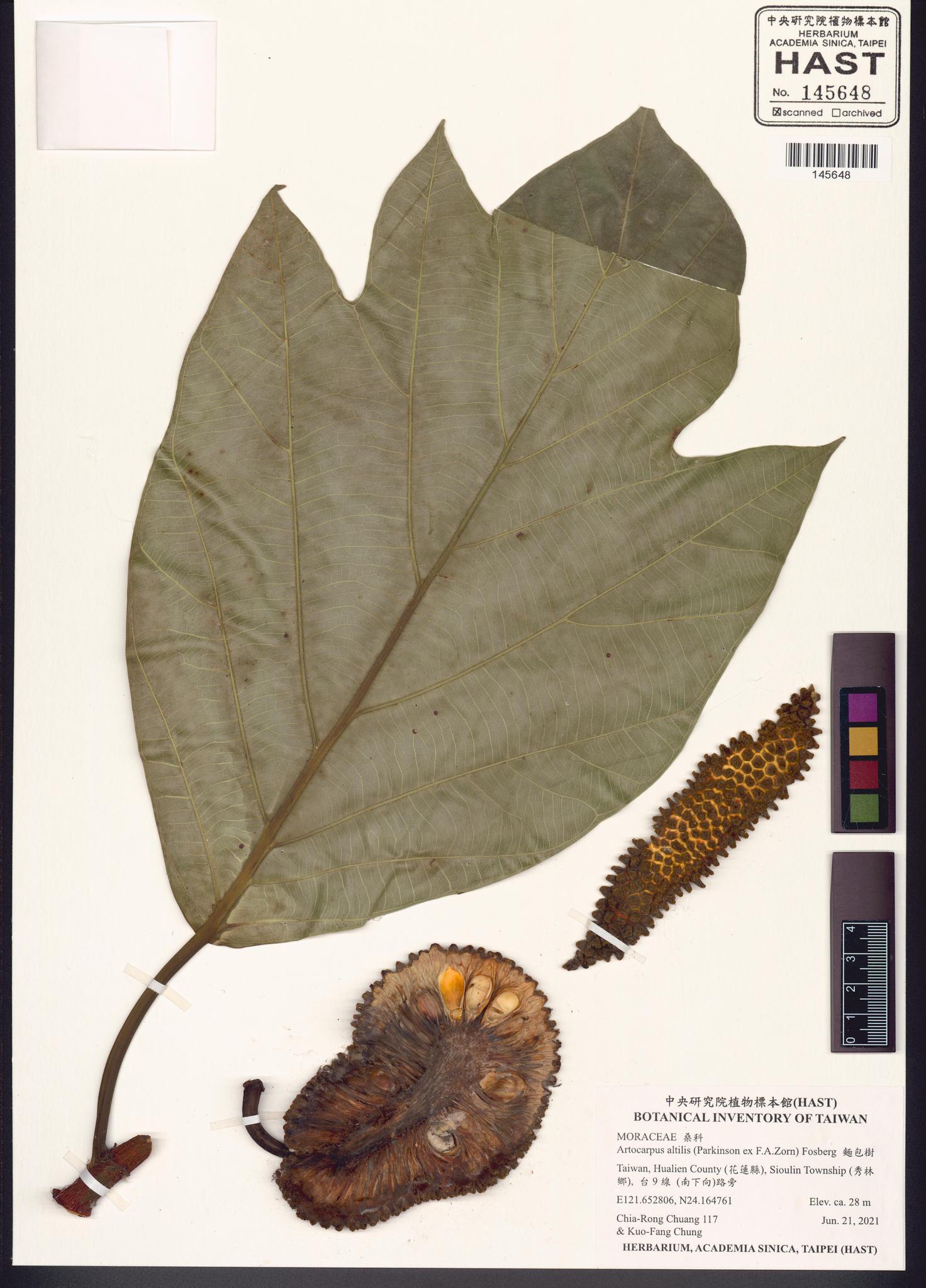 Specimen image