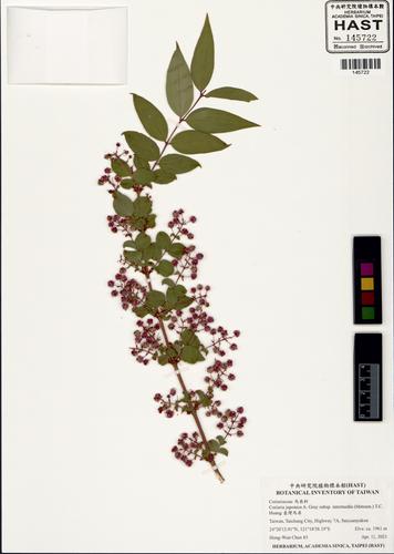 Coriaria japonica subsp. intermedia (Matsum.) T.C. Huang