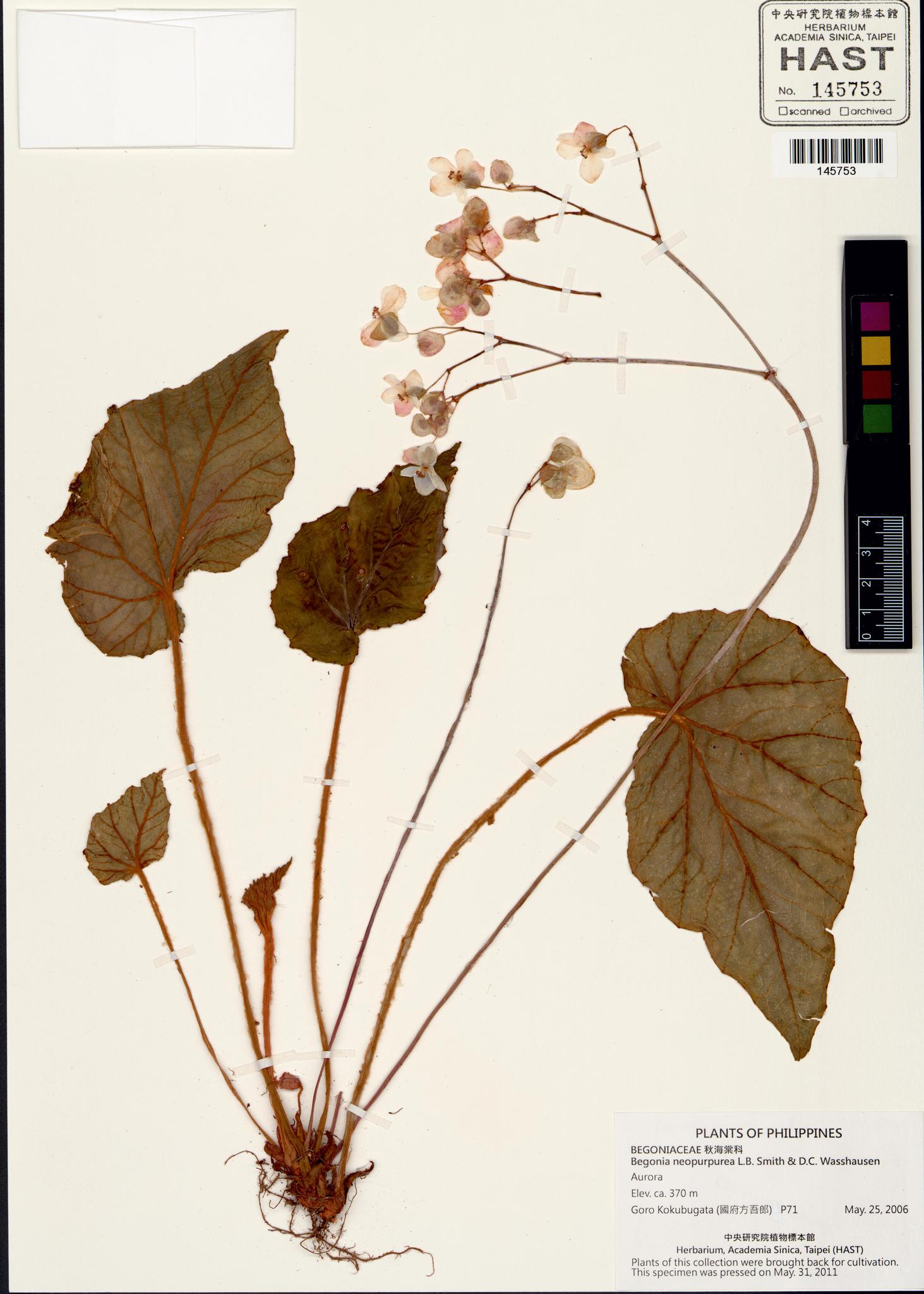 Sample image for viewer